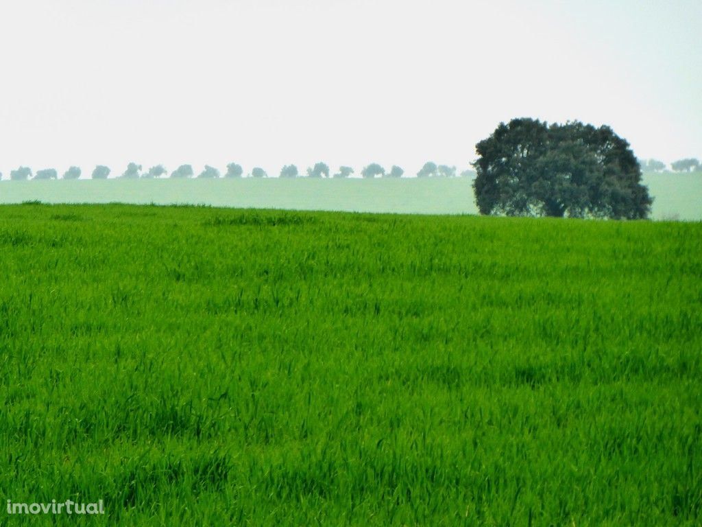 OLIVAL 4 ha com 6 anos. Portugal, Monsaraz, Alentejo.