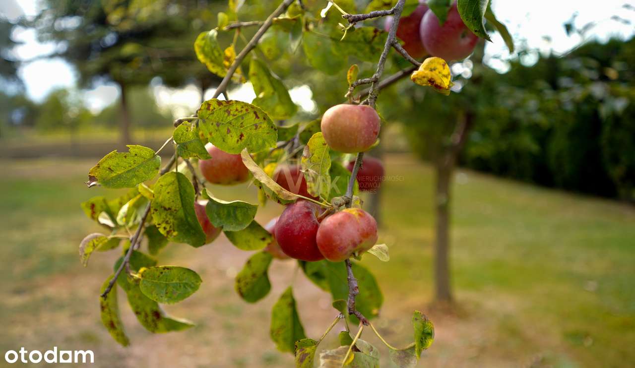 KOMFORTOWY DOM Z OGRODEM I 3 GARAŻAMI!-6