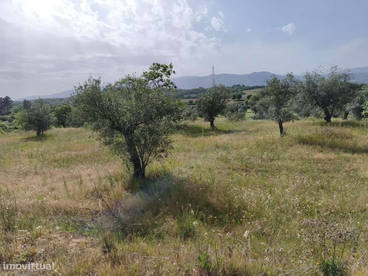 Terreno rustico em castanheira de baixo Peraboa-14