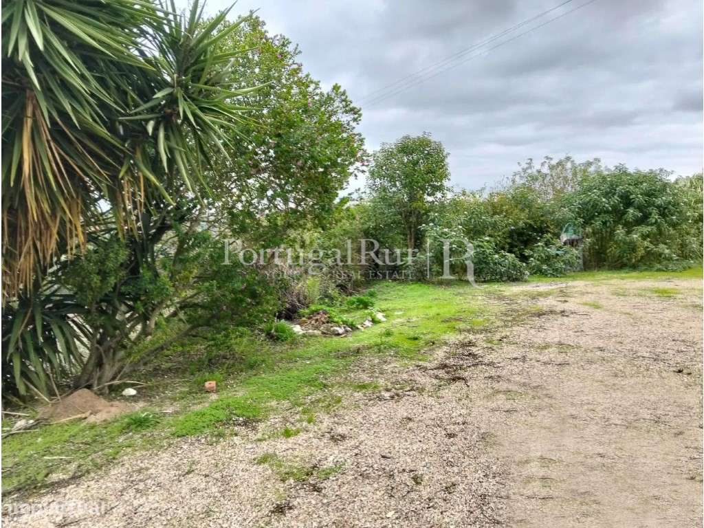 Quinta com 13.000 m² e 3 Moradias no Cartaxo, Póvoa da Isenta-18