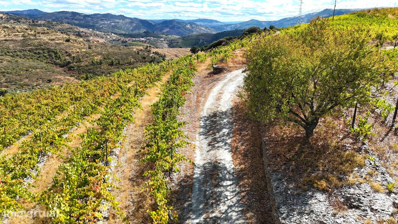 Hectares de Vinhas, olival, amendoeiras e sobreiros no Coração do Dour - Grande imagem: 5/14