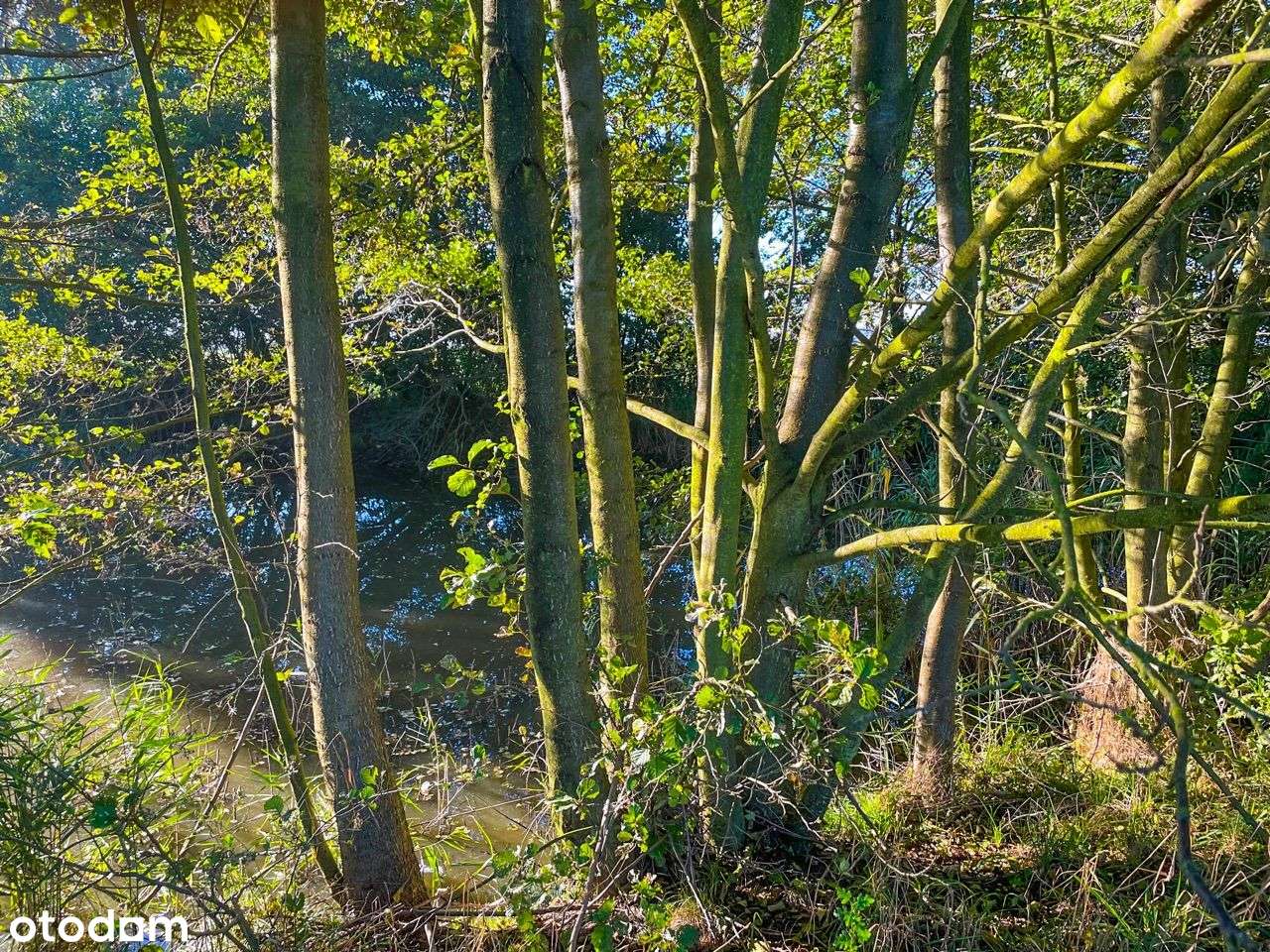 Działka pod Stajnie !SPA !Kasyno ! DUŻE MOŻLIWOŚCI - Pełny obrazek: 4/9