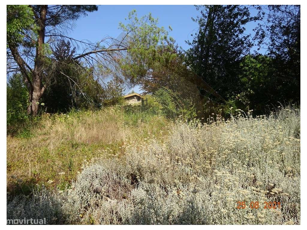 Quintinha - Moreira de Cónegos, Guimarães-21