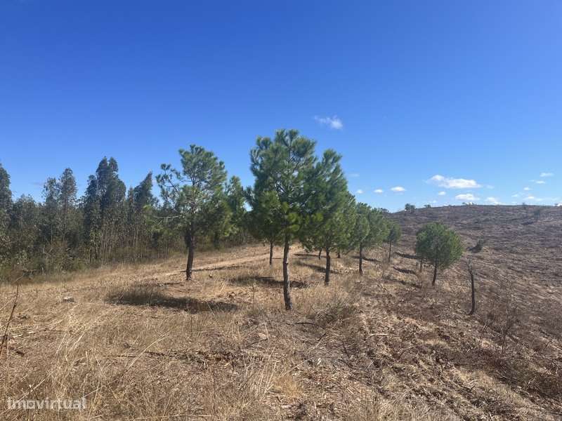 Herdade com 48ha de Natureza c/ Ruína de 53 m² – Ideal Projetos Rurais-12
