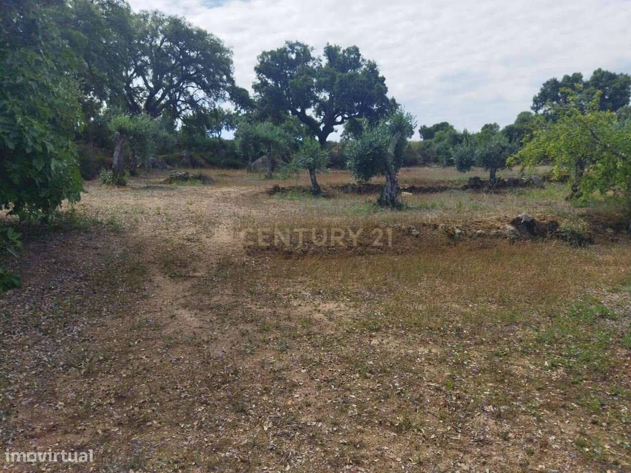 Terreno rústico | Lousa CTB, Castelo Branco-21