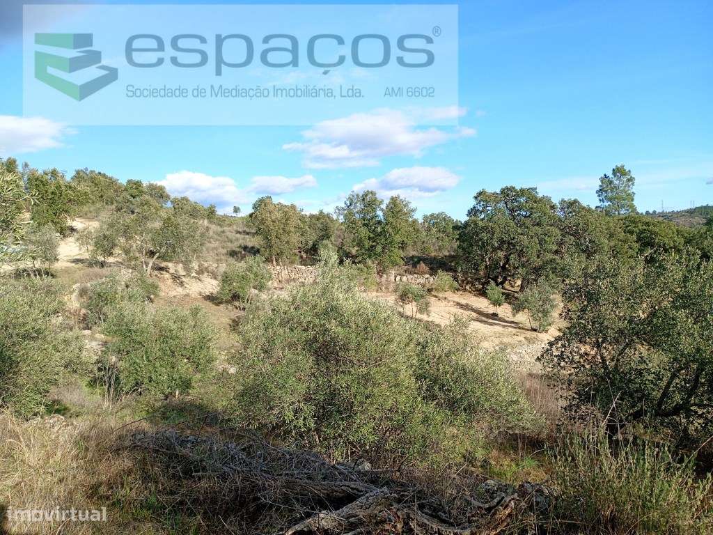 Terreno Rústico a 15 minutos de Castelo Branco-7