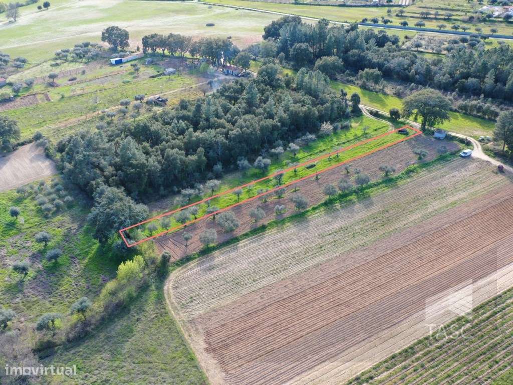 Terreno com Oliveiras no Telhado - Grande imagem: 4/8