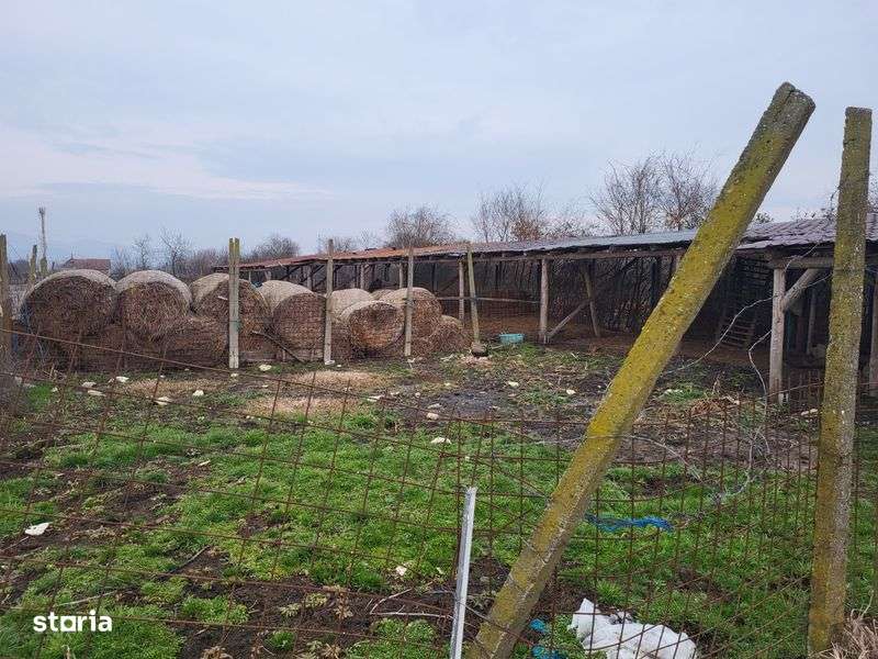 Vand ferma in Jud Arad - Imagine principală: 4/4