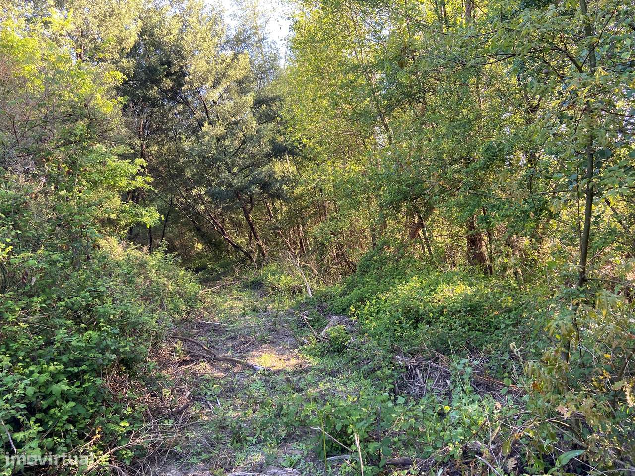 Terreno, Viseu, Tondela, Tonda-11