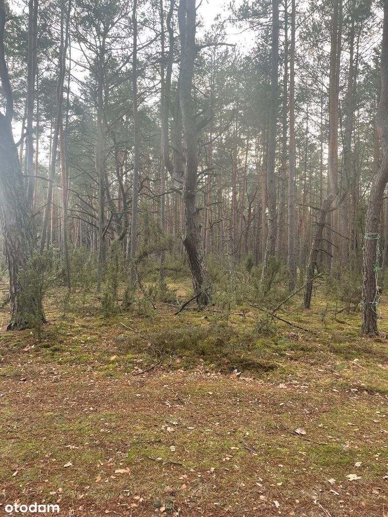 Działka położona wśród sosen w Popowie-Letnisku