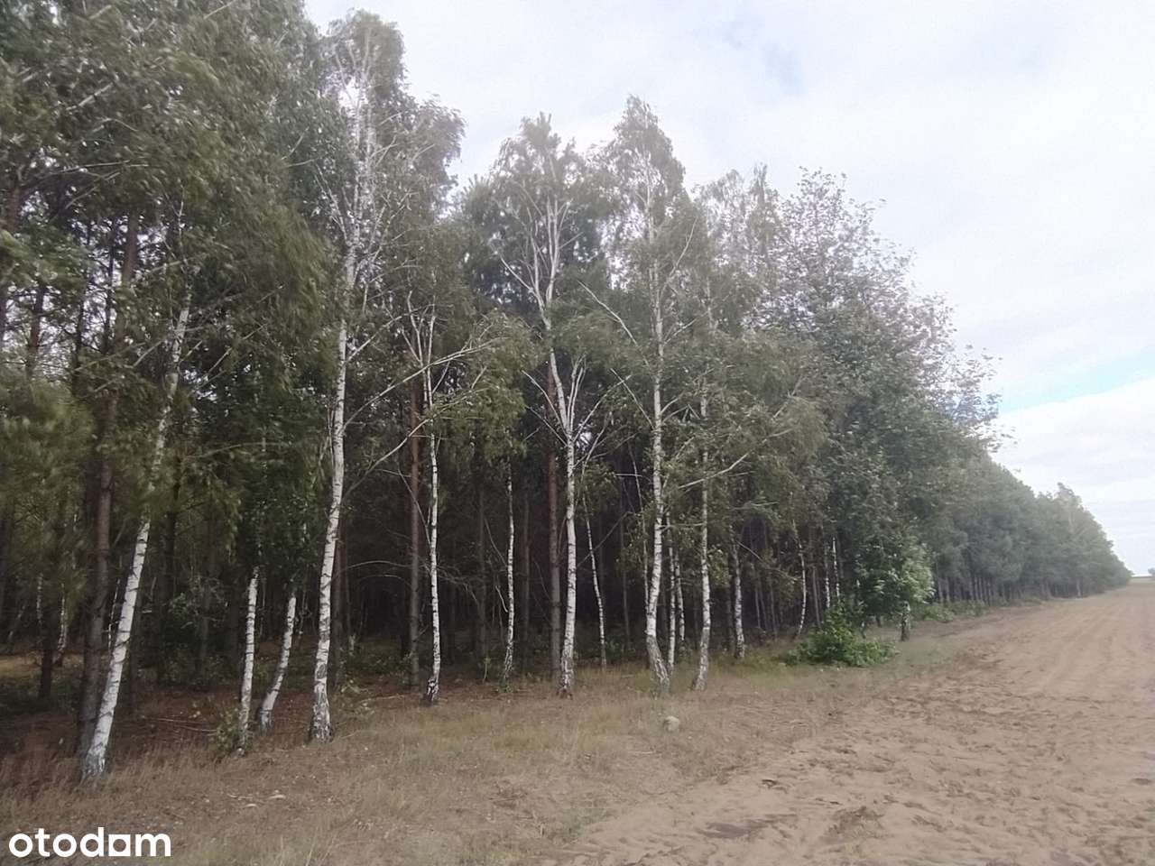 Sprzedam las sosnowy 8 ha – powiat żuromiński - Pełny obrazek: 5/7