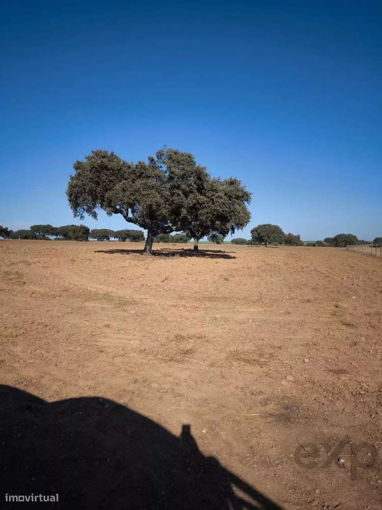 Grande herdade no Alentejo – 125,3 ha de potencial e tradição - Grande imagem: 4/7