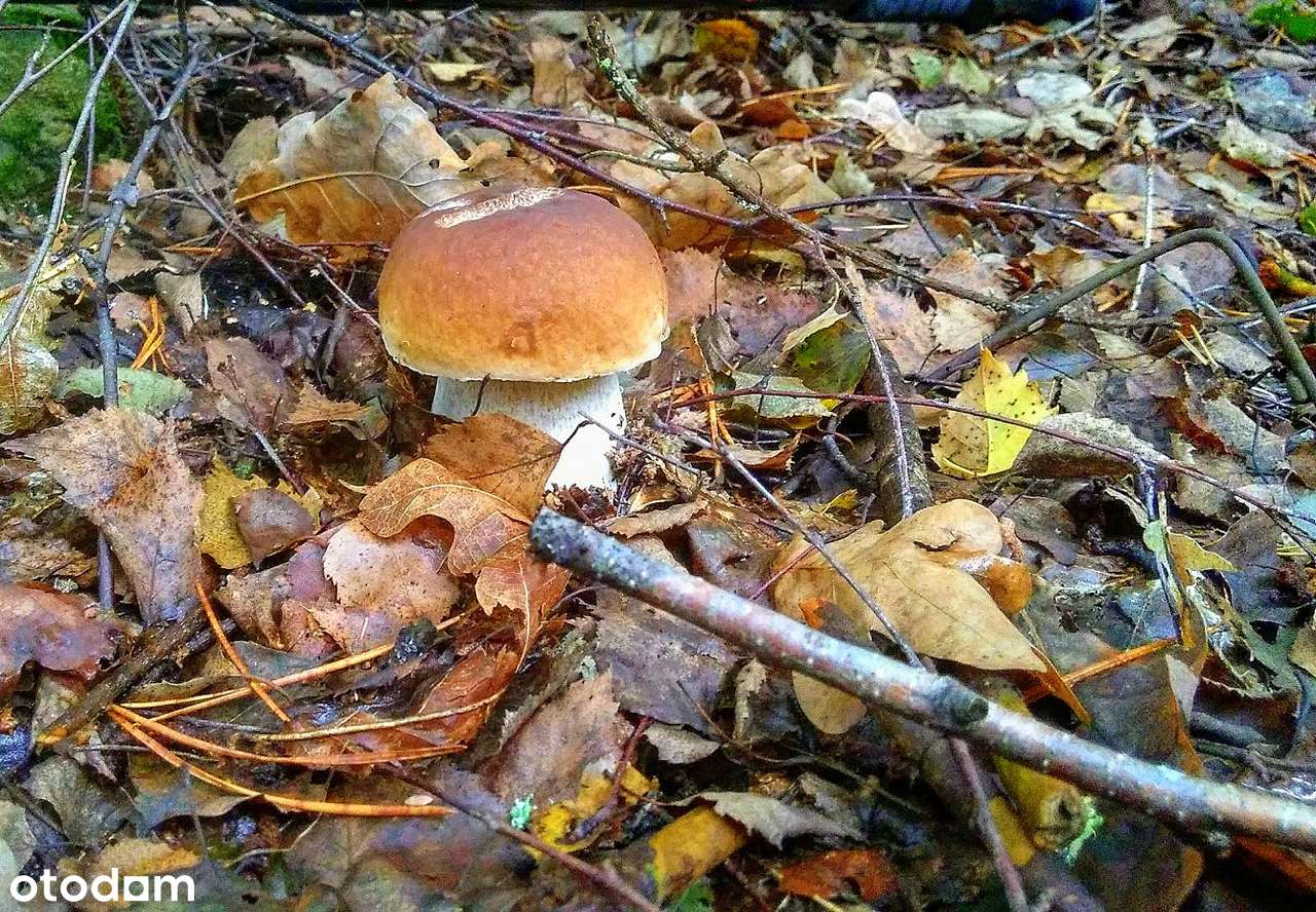 Las w Pluskach - Pełny obrazek: 5/7