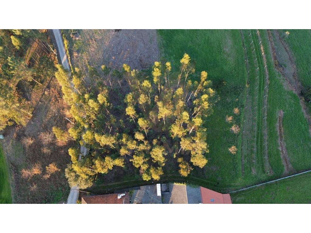 Terreno Urbano p/ Construção - Friastelas - Ponte de Lima - Grande imagem: 5/9