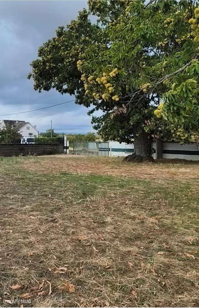 Terreno 1 hectare em Parada, Bragança - Perto de Acessos e Serviços - Grande imagem: 3/13