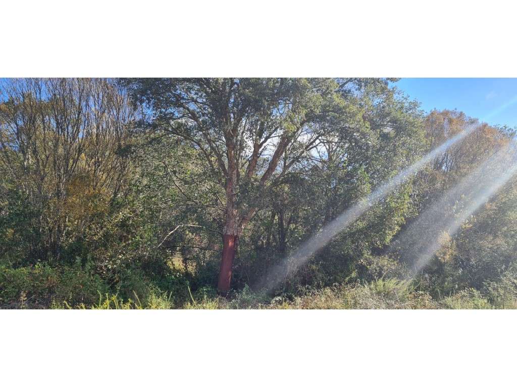 Monte Alentejano com projecto-6