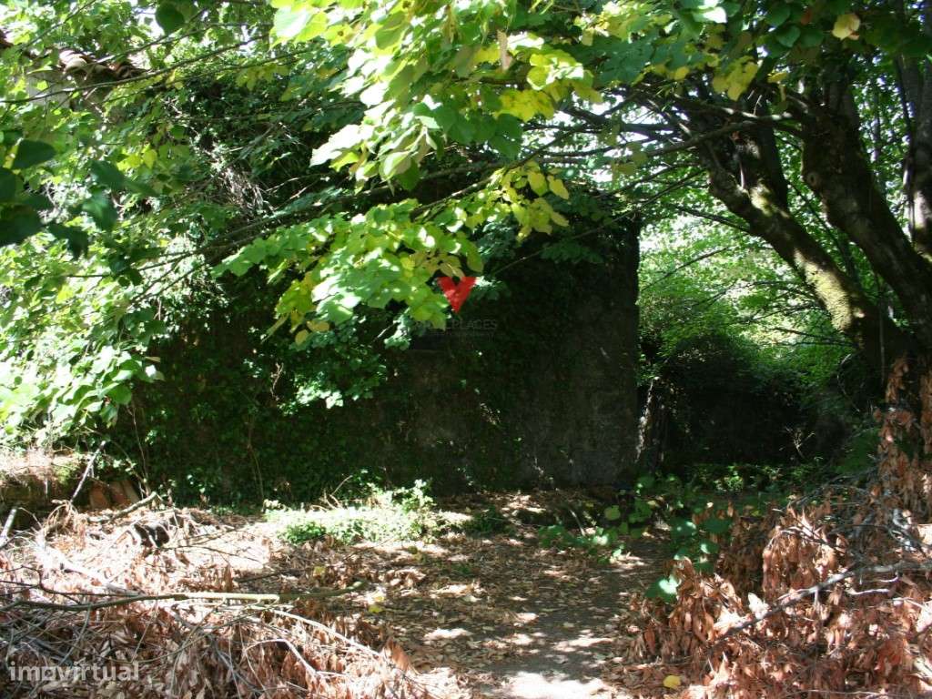 Quinta em região demarcada do Dão - Grande imagem: 2/43