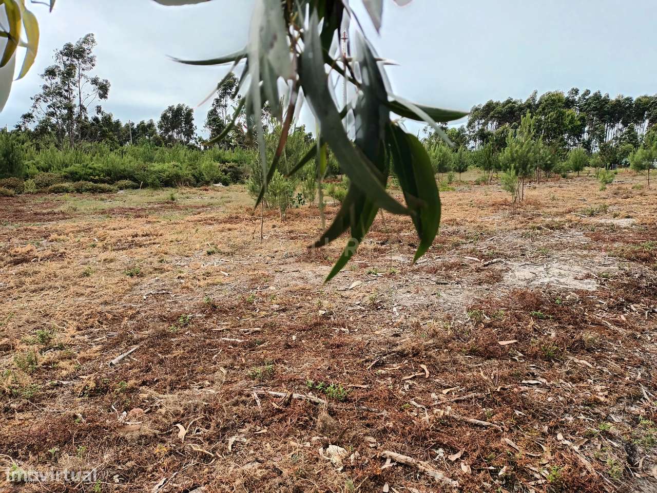 Terreno Rústico para Venda em Vieira de Leiria - Grande imagem: 5/8