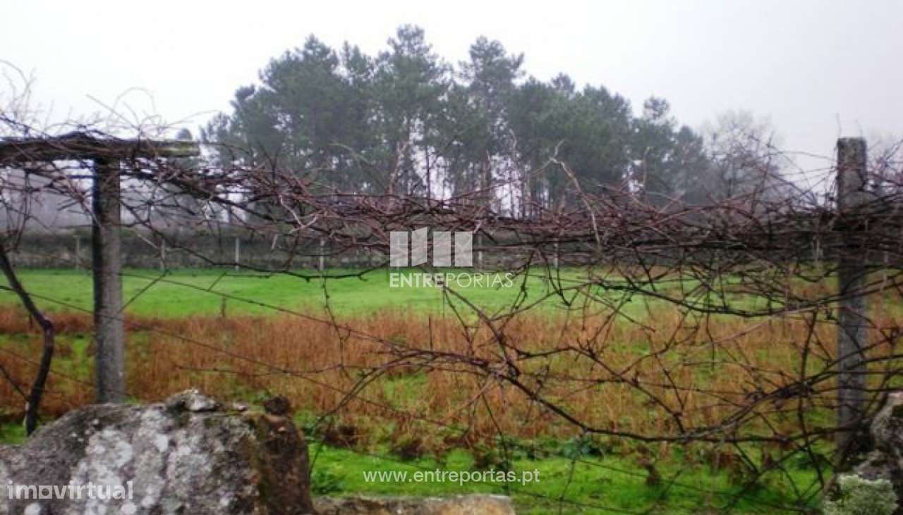 Terreno Alvarães - Grande imagem: 4/4