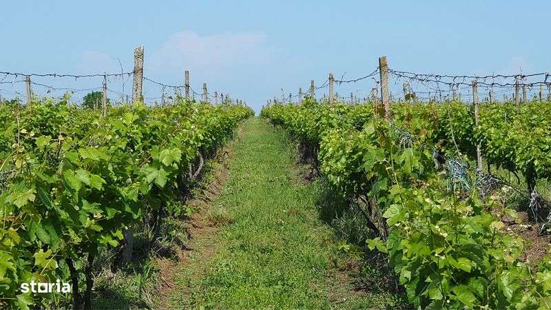 Ferma viticola /Plantatie vita de vie - Imagine principală: 4/5