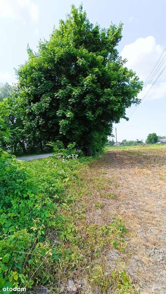 Działka 7km od plaży,idealna na wakacje #groszkowo - Pełny obrazek: 5/14