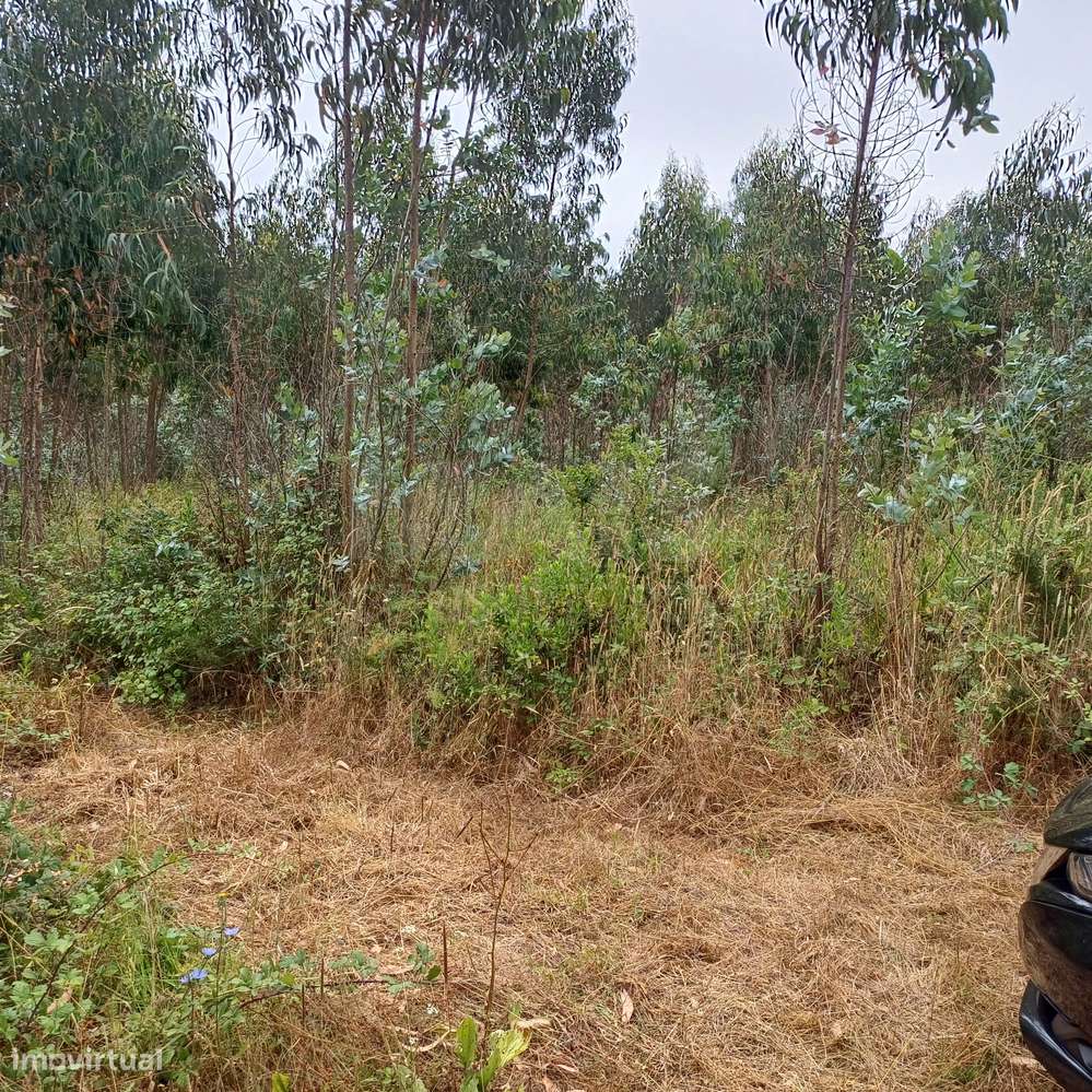 Terreno com viabilidade de construção de 3300m2 - Grande imagem: 4/4