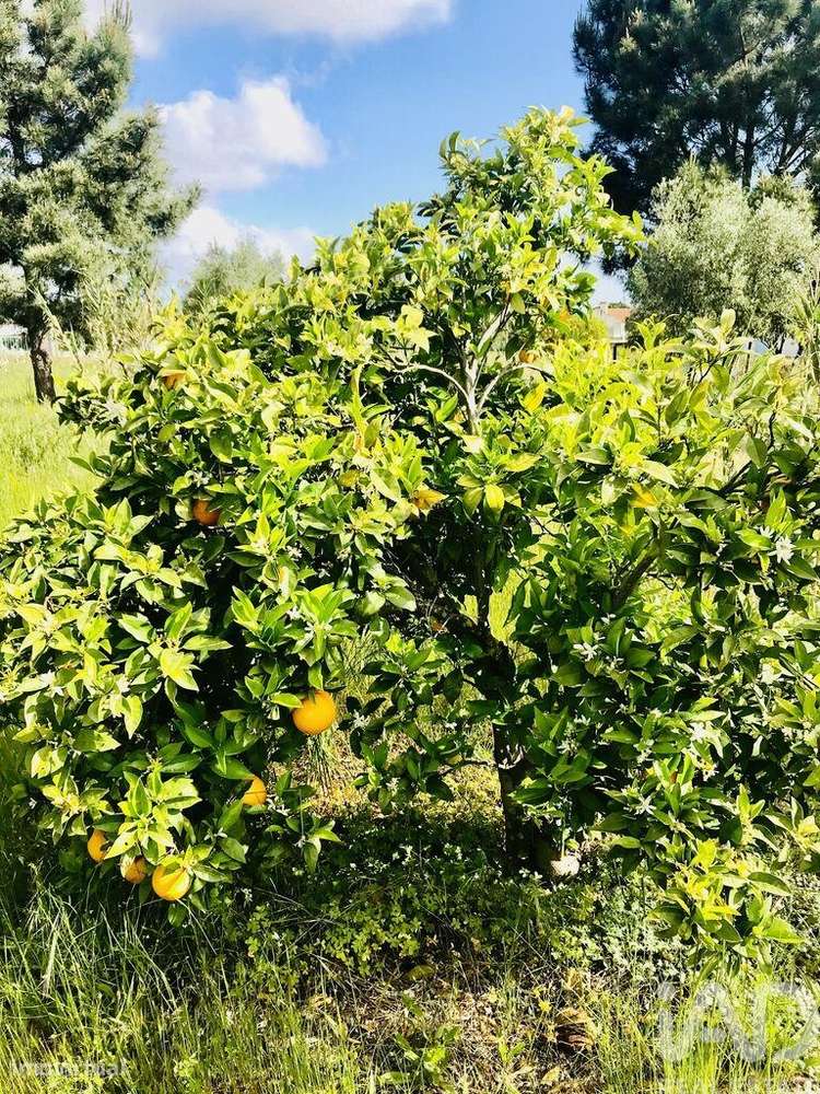 Terreno em Palmela de 243,00 m2 - Grande imagem: 5/20