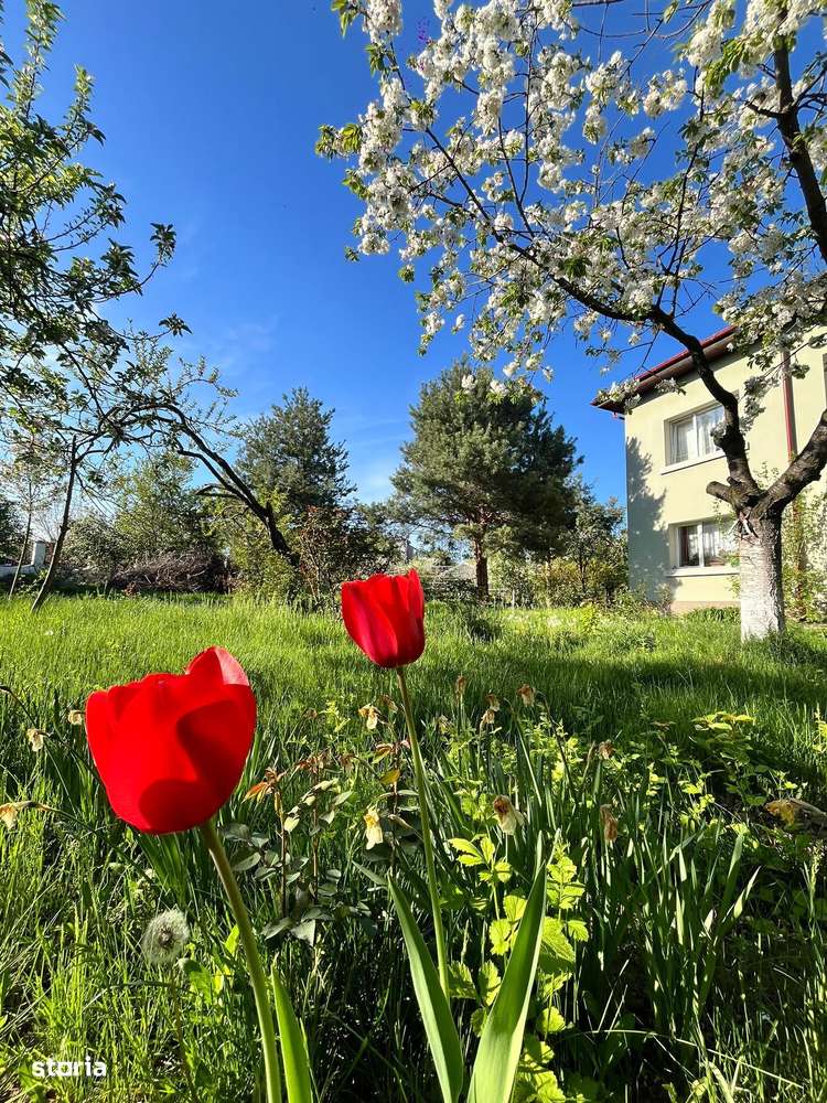 PROPRIETATE UNICA: 1.618 MP TEREN  IN PIPERA, CU VILA SOLIDA SI GRADIN-7