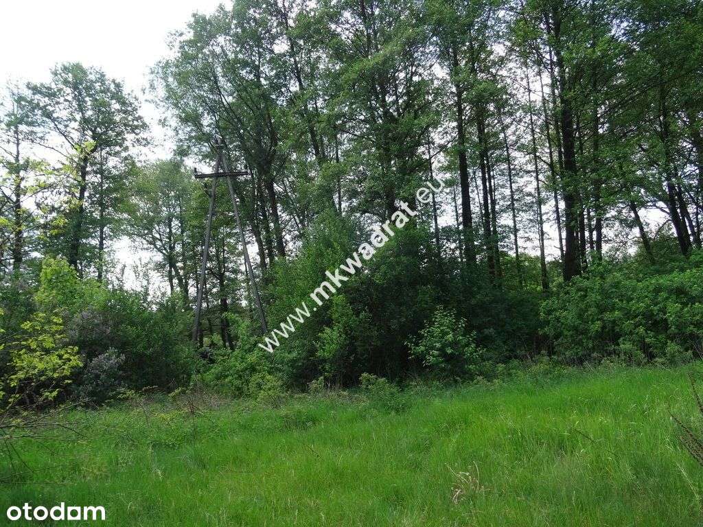 ⭐⭐⭐⭐⭐ Dwie działki 1900 + 3600m2 ⭐⭐⭐⭐⭐ - Pełny obrazek: 4/6