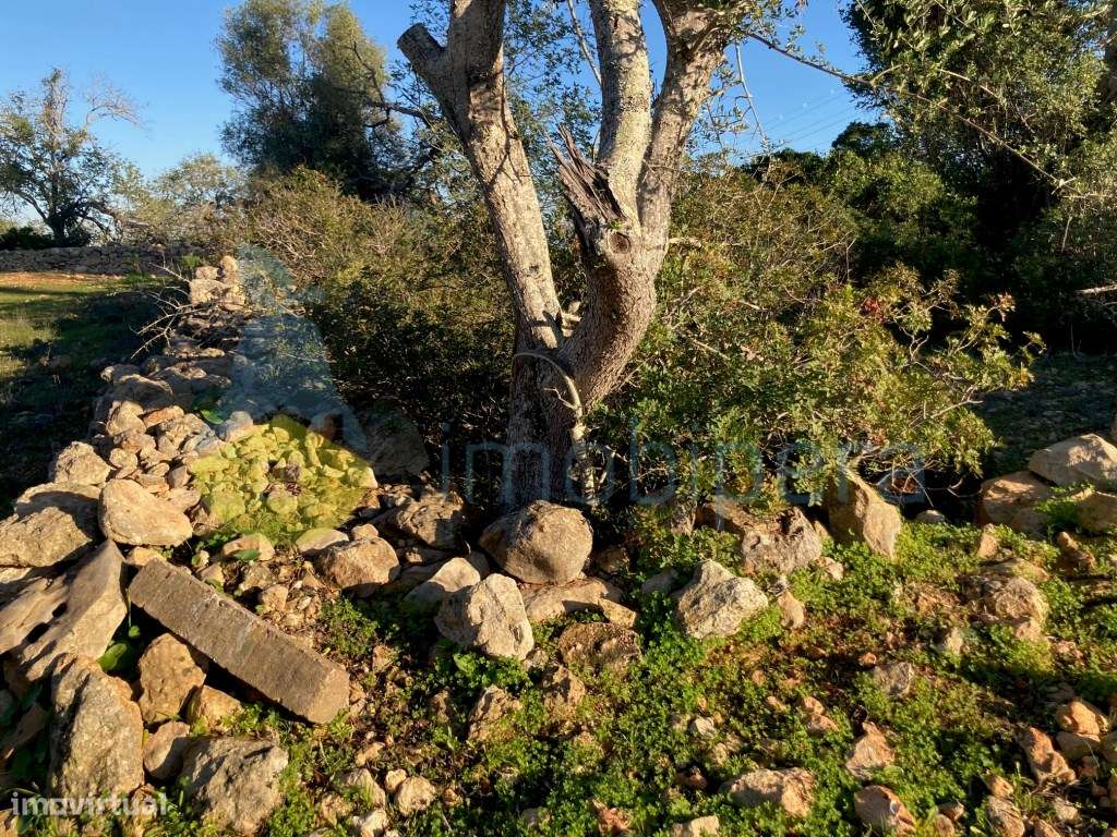TERRENO RÚSTICO DE 3.200(m2) TOTALMENTE MURADO EM ZONA TRANQUILA-A ... - Grande imagem: 4/10