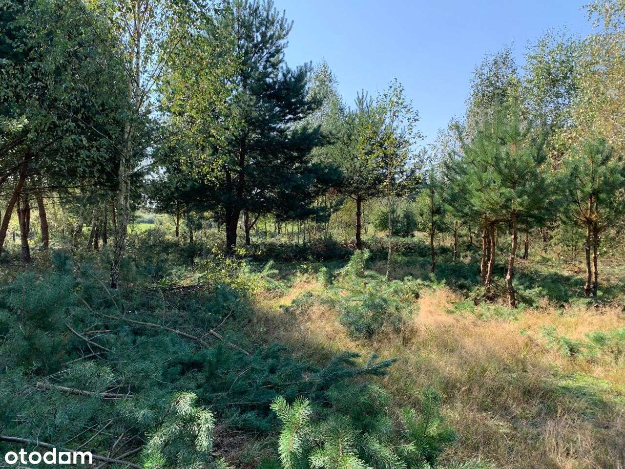 Piękne działki nad jeziorem Wytyczno - Pełny obrazek: 4/10