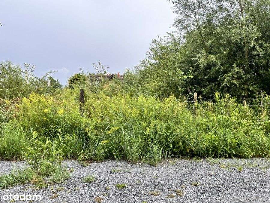 Działka Budowlana Zieleniewo -Morzyczyn - Pełny obrazek: 2/4