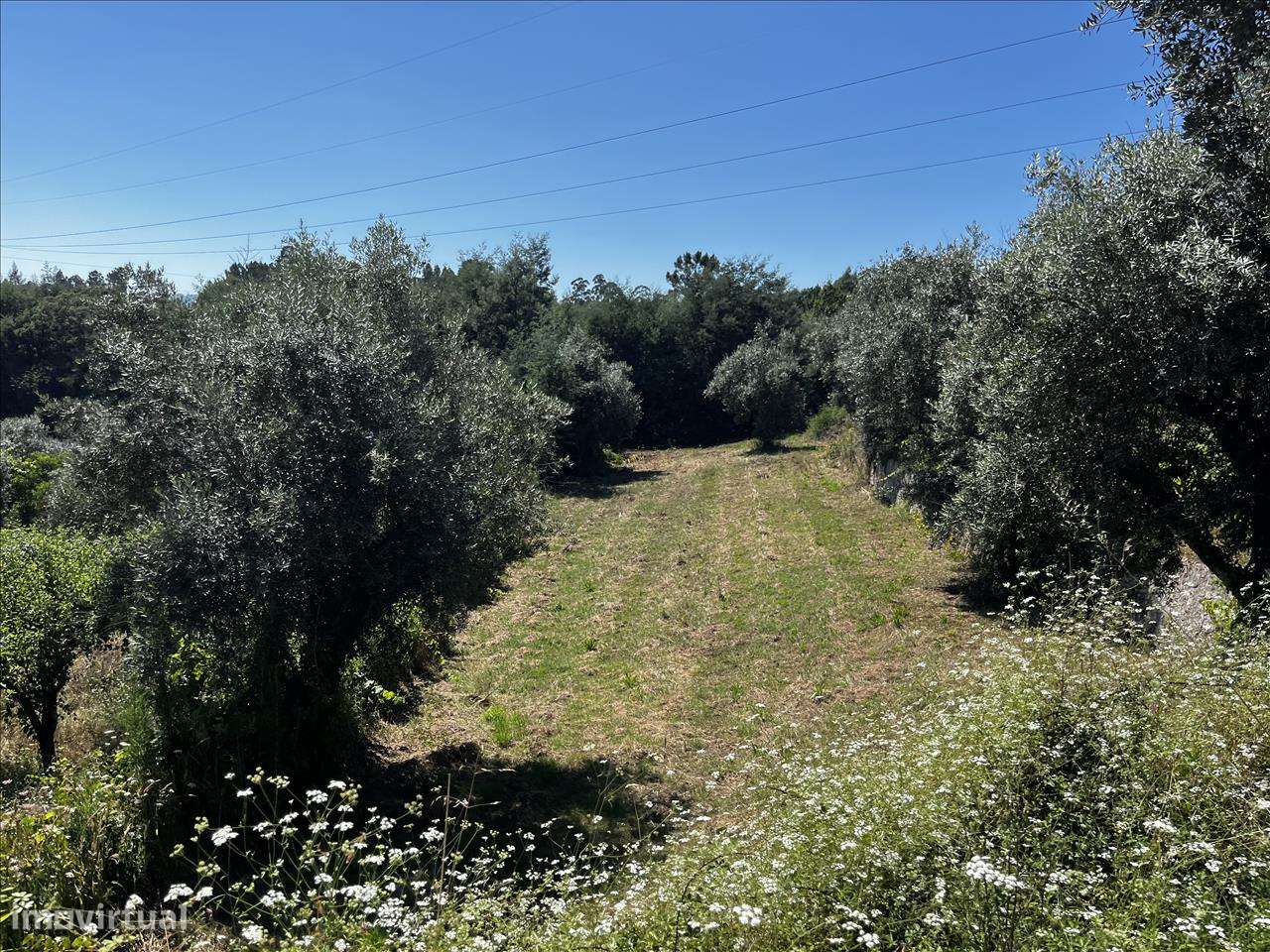 Terreno em Vila Nova de Poiares, Arrifana - Grande imagem: 5/11