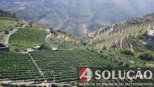 Terreno c/vinha e projeto p/moradia aprovado - Grande imagem: 2/8