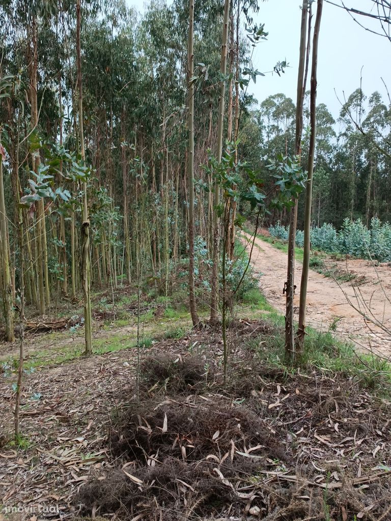 Terreno para venda em Santa Catarina