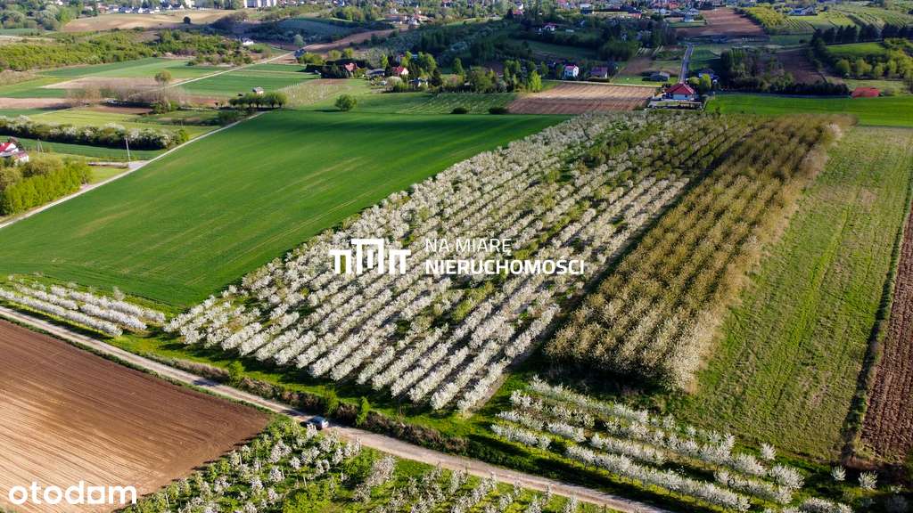 Działka rolno-budowlana | Sady | 1.4 ha - Pełny obrazek: 5/7