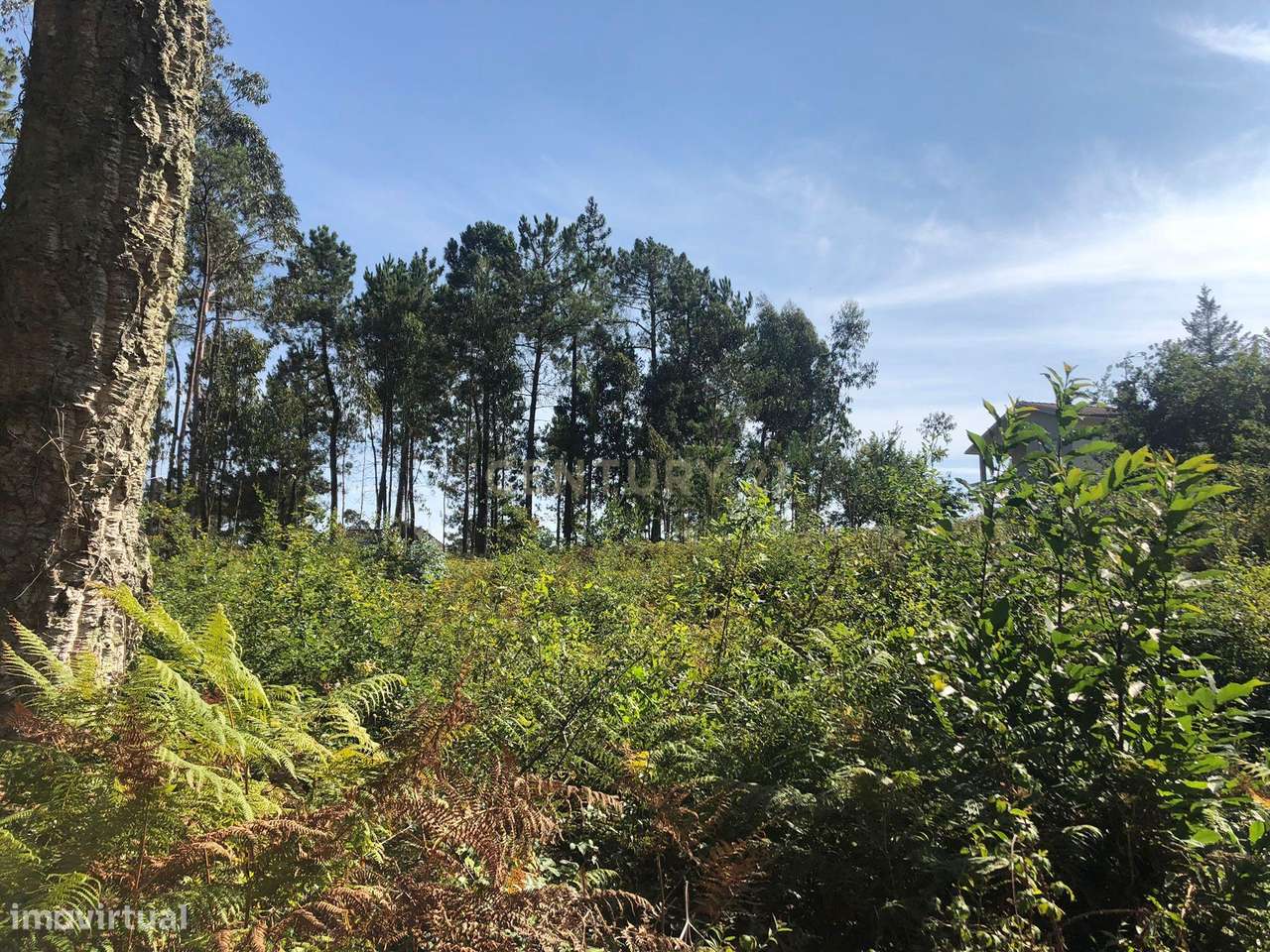 Terreno Rústico à Venda em Braga, Esposende - 60.000€ - Grande imagem: 4/9