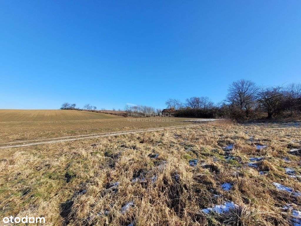 Działka 55 arów z W-Z / Cielętniki - Pełny obrazek: 4/12