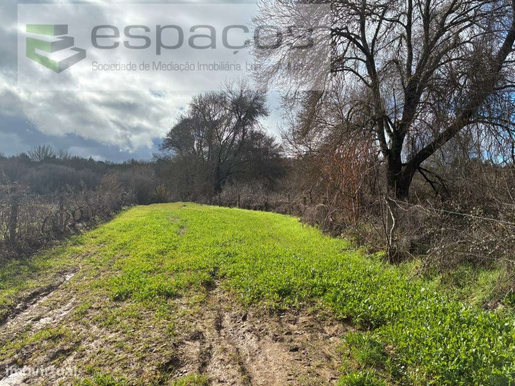 Magnifica Quinta a confinar com Rio Zêzere - Grande imagem: 4/38
