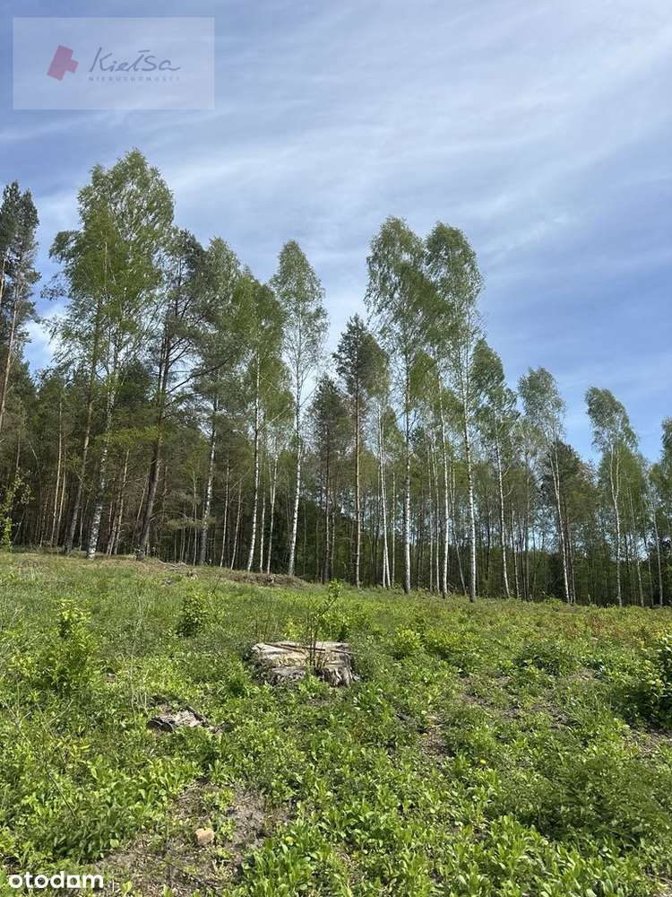 Pięknie położone działki - Rowek, gm. Szudziałowo-13