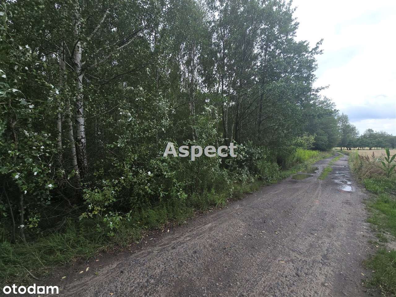 Działka z lasem - Pełny obrazek: 4/9