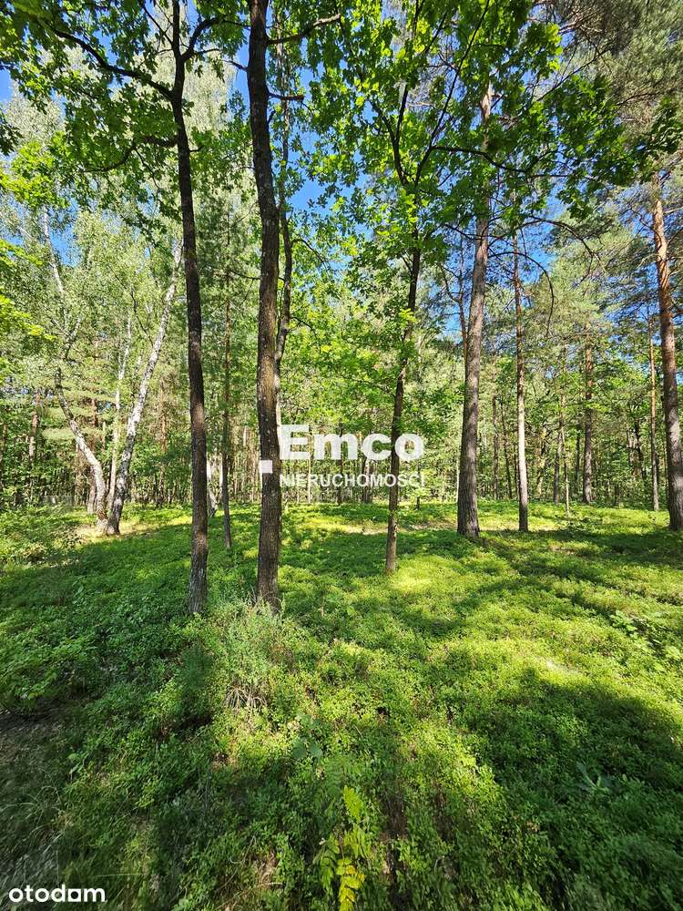 Klimatyczny dom 187 m2, na pięknej, zalesionej działce 5000 m2 - Pełny obrazek: 4/19