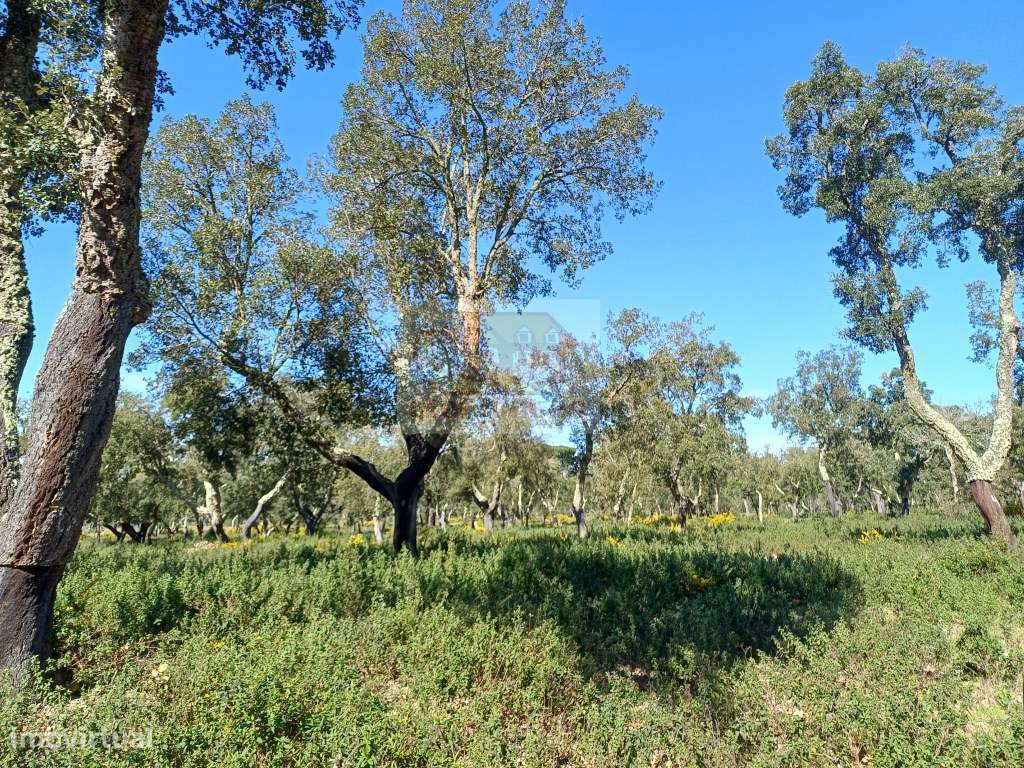 Herdade com ruínas e cortiça de excelência a 10 minutos das praias!-8