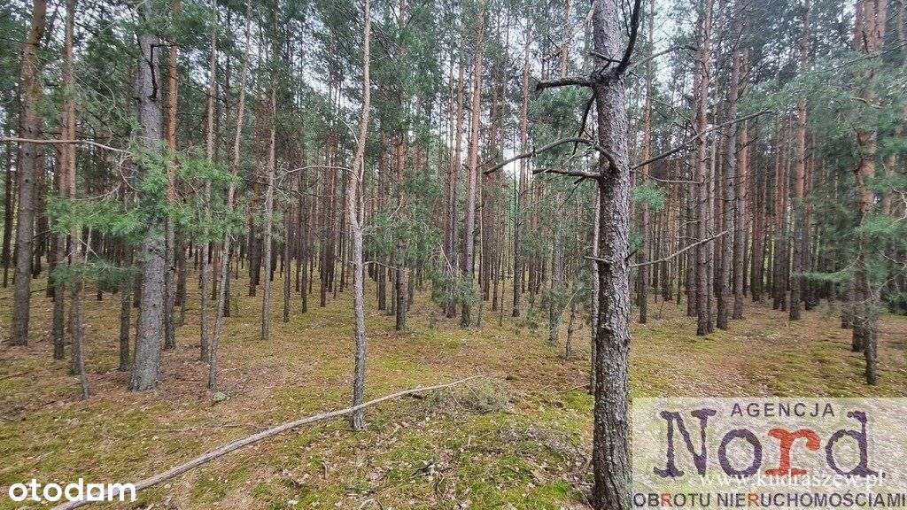 Działka Leśna, Sztabin - Pełny obrazek: 4/16