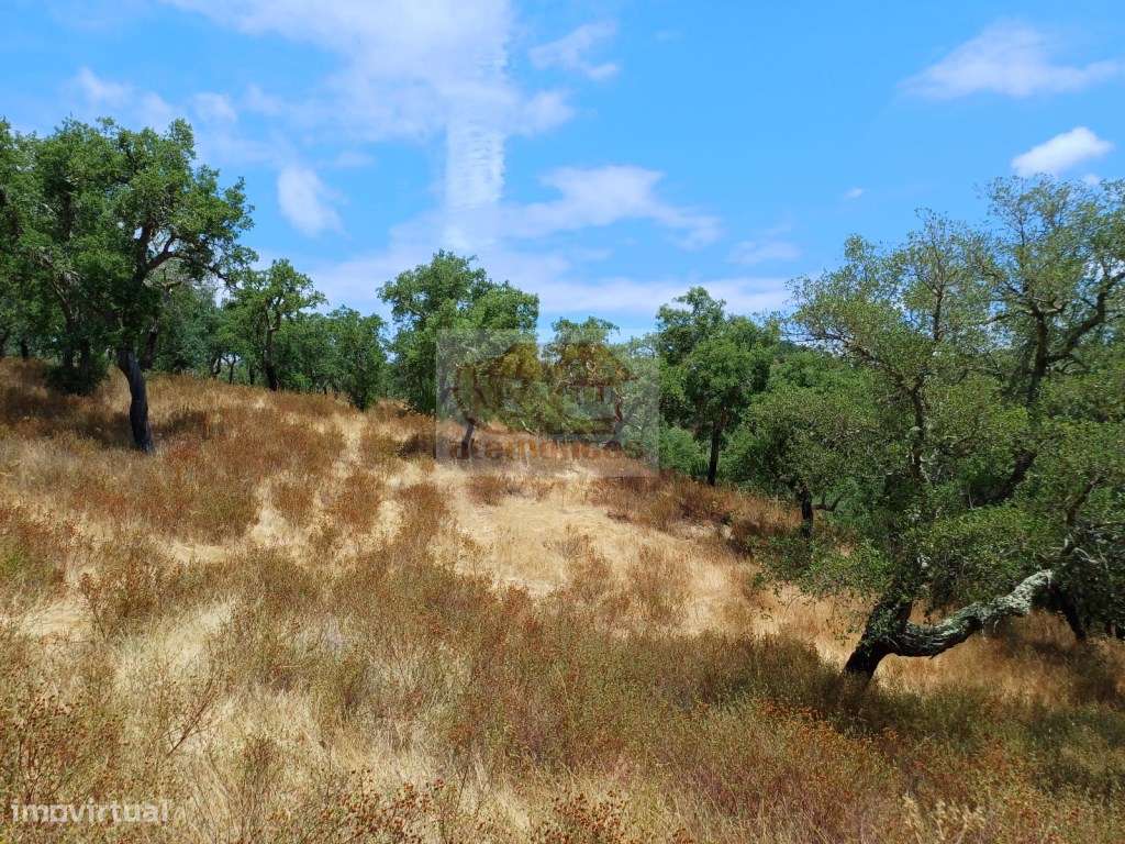 Terreno com 21 hectares - serra e turismo perto das praias - Grande imagem: 5/11