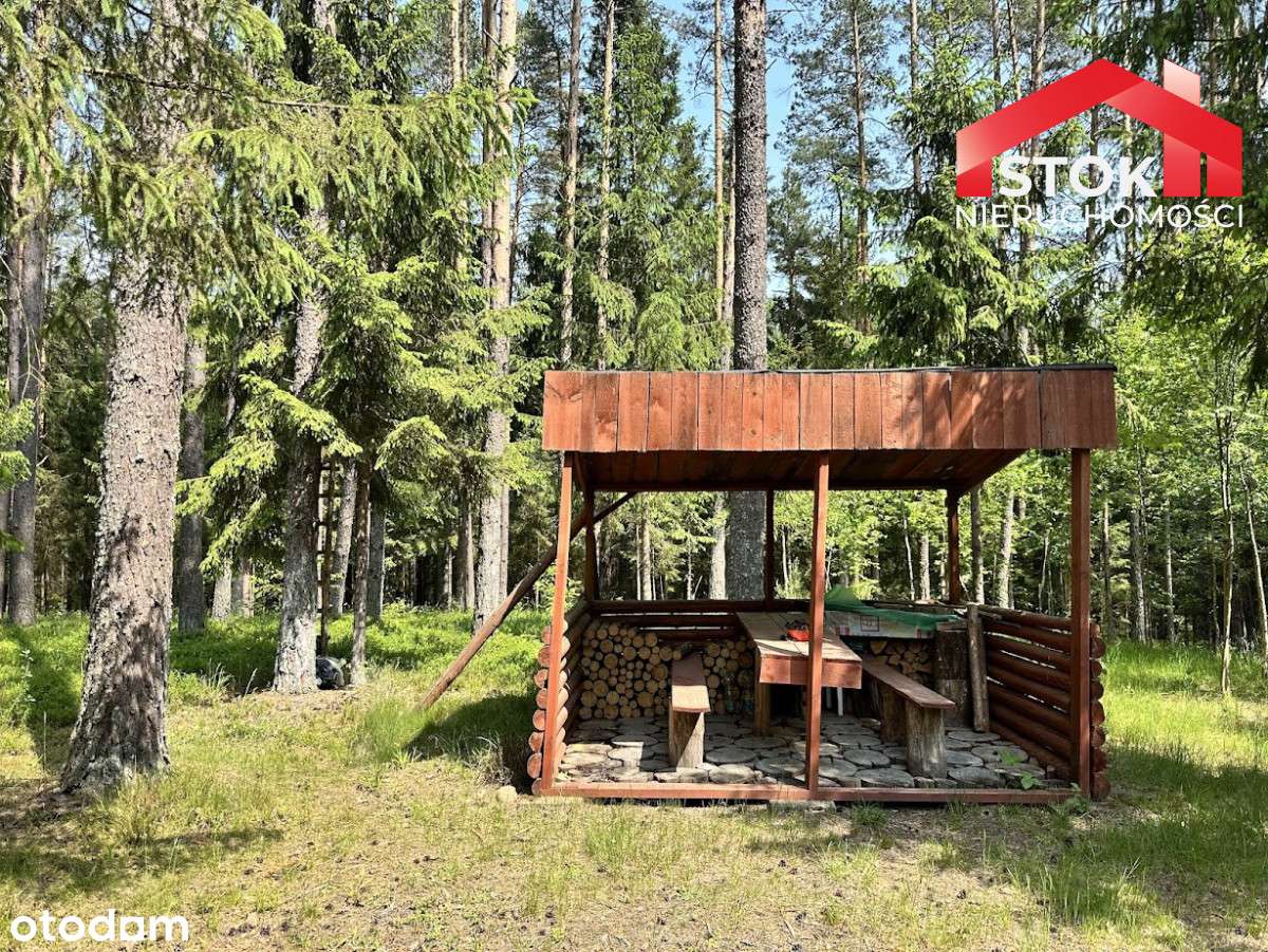 Piękne zadbane działki leśne - Pełny obrazek: 4/12