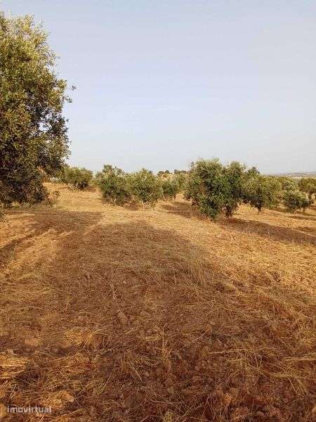 Terreno com olival - Grande imagem: 4/7