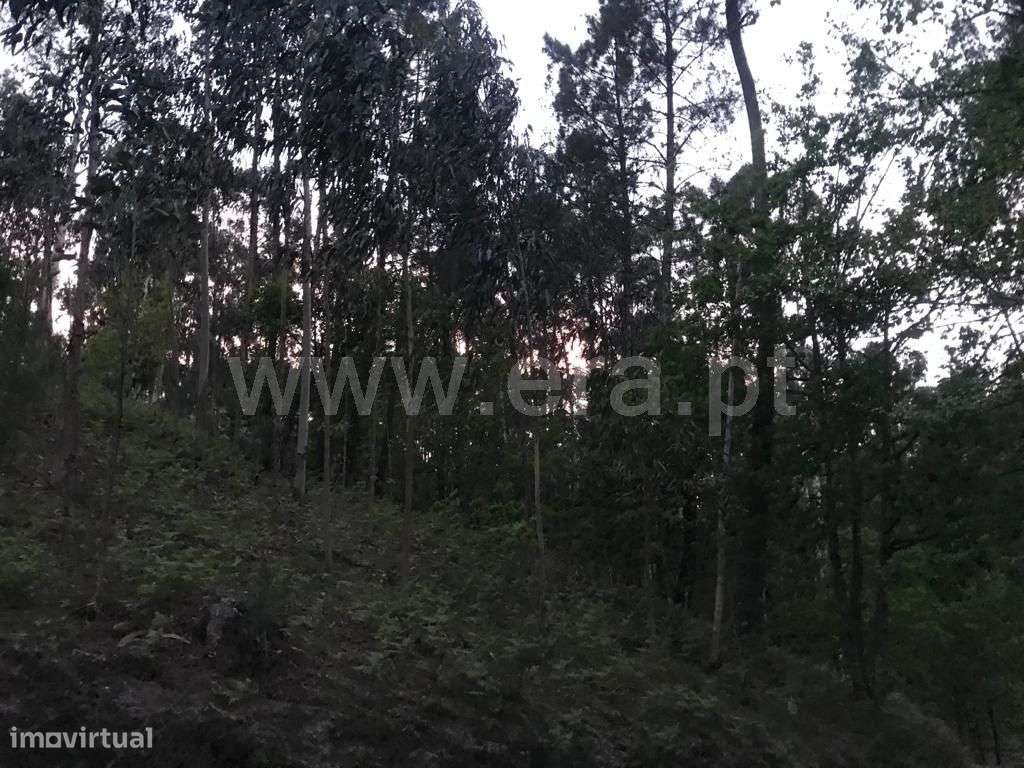 Terreno em Travassós - Grande imagem: 4/12