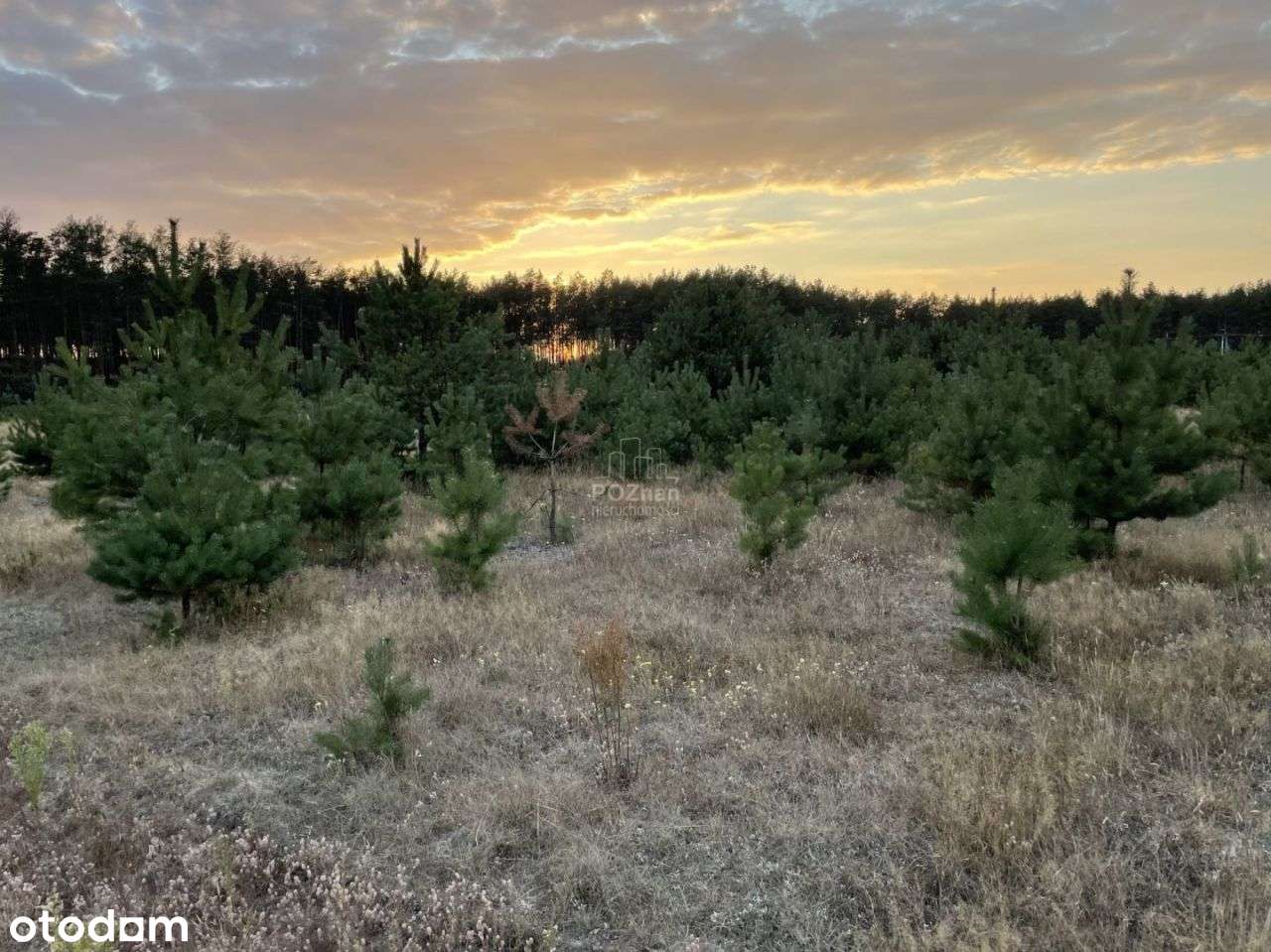 W Otoczeniu Lasów, Wz(!), W Stylu Slow Life - Pełny obrazek: 5/16