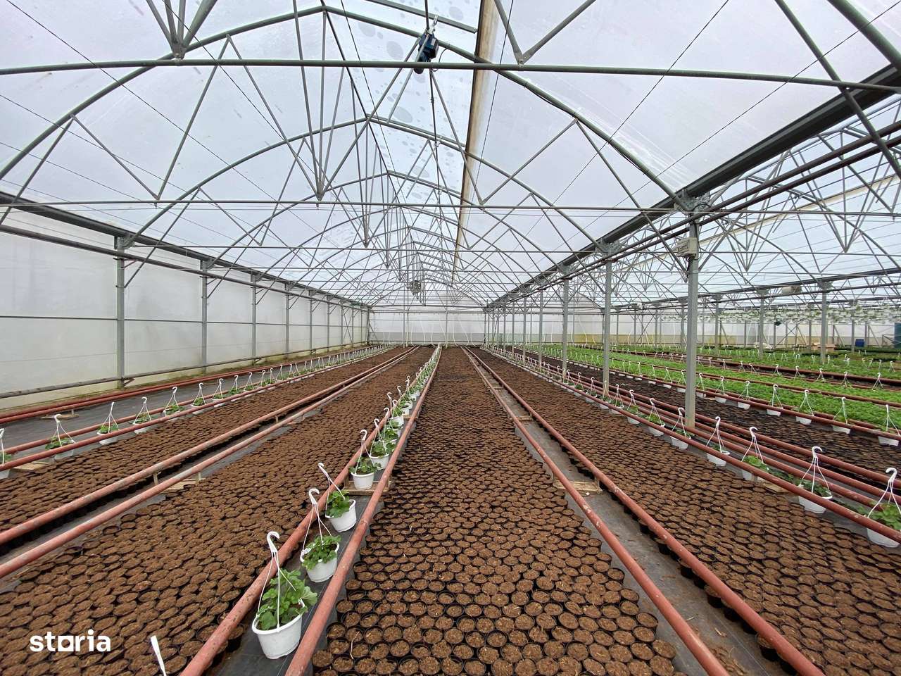 Sera 2640mp, cladire 260mp, teren 5000mp, Rediu Aldei-6